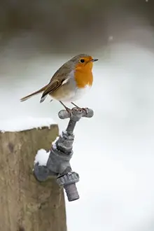 Robins Prints: Robin - in snow - on garden tap - Winter - UK