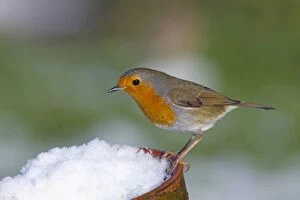 Images Dated 11th January 2010: Robin - in snow on pot - UK