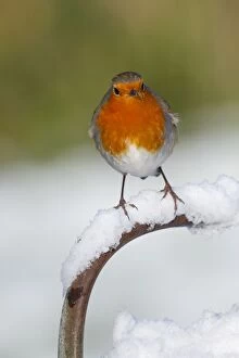 Images Dated 9th January 2010: Robin - in snow - UK