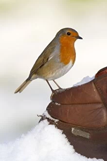 Images Dated 11th January 2010: Robin - in snow on walking boot - UK