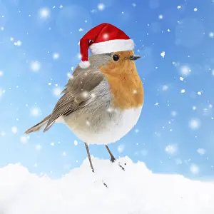 Robins Prints: Robin in snow wearing a red santa hat