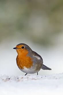 Images Dated 30th November 2010: Robin - in snow - Winter - UK