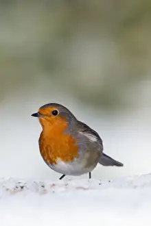 Robin - in snow - Winter - UK