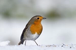 Images Dated 30th November 2010: Robin - in snow - Winter - UK