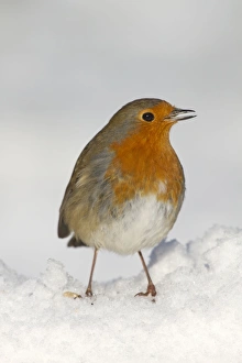 Images Dated 9th January 2010: Robin - in snow - Winter - UK