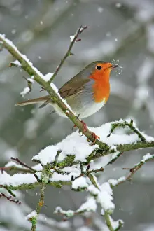 Robin - by snowfall in winter Lower Saxony, Germany