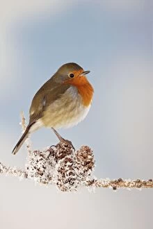 Images Dated 4th January 2009: Robin - on snowy branch Bedfordshire UK 006668 Ditial Manipulation: remover twig/branch