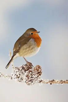 Robin - on snowy branch Bedfordshire UK 006668 Ditial Manipulation: remover twig/branch