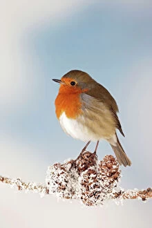 Frost Collection: Robin - on snowy branch Bedfordshire UK 006670 Digital Manipulation: removed twig / branch