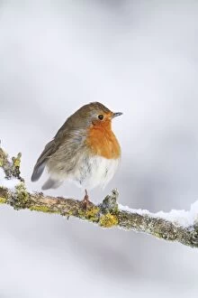 Images Dated 23rd December 2009: Robin - on snowy branch - Bedfordshire UK 007985 Manipulated Image: Red breast patched up