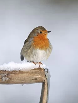 Images Dated 23rd December 2009: Robin - on snowy fork handle - Bedfordshire UK 007996 Manipulated Image: Red breast patched up