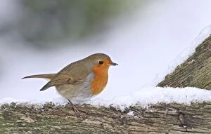Images Dated 6th January 2010: Robin - on snowy gate