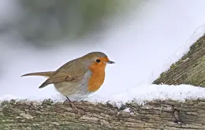 Robin - on snowy gate - Bedfordshire UK 008004