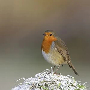 Robin - on snowy grass