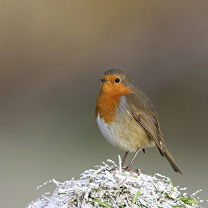Images Dated 3rd January 2009: Robin - on snowy grass Bedfordshire UK 006652