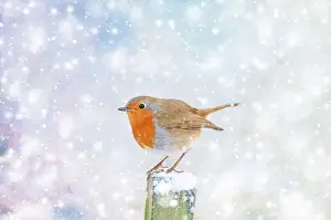 Robin - on snowy post