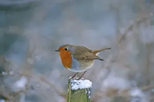 UK Wildlife Prints: Robin - on snowy post