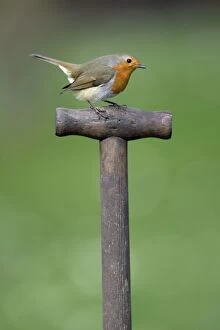 Images Dated 25th March 2007: Robin - on spade handle in garden, Lower Saxony, Germany