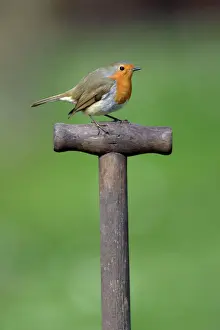 Robin - on spade handle in garden, Lower Saxony, Germany