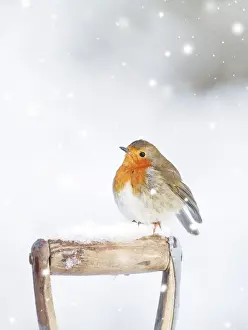Robin - on spade handle in snow
