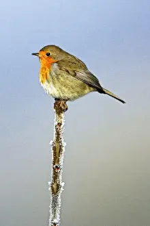 Twigs Prints: Robin - On tree-top, by frosty weather, winter. Hessen, Germany