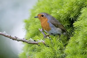 Robin - on twig leaving nest - Lincolnshire - UK
