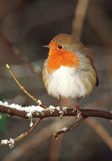 Garden Bird Collection: Robin UK