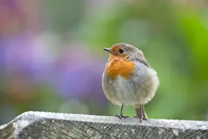 Passerines Prints: Robin - UK