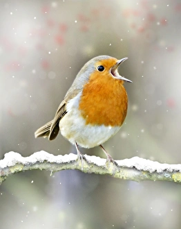 Images Dated 21st February 2012: Robin - in full voice - February - Oxfordshire UK Digital Manipulation: Added snow & berries