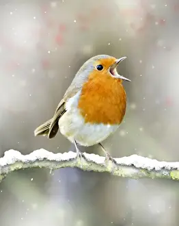 Bird Prints: Robin - in full voice - February - Oxfordshire UK Digital Manipulation: Added snow & berries