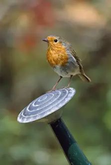 Watering Can Prints: Robin - on watering can