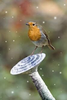 Images Dated 27th November 2008: Robin - on watering can in winter Digital Manipulation: snow