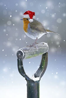 Robin, wearing Christmas hat on spade handle in winter