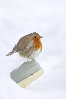 Boot Prints: Robin - on wellington boot in snow - Bedfordshire UK 007988