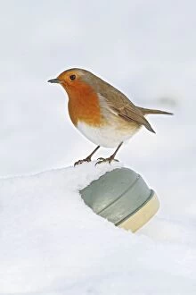 Images Dated 23rd December 2009: Robin - on wellington boot in snow - Bedfordshire UK 008000