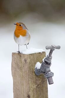 Images Dated 10th January 2010: Robin - winter