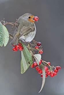 Images Dated 6th January 2010: Robin - in winter with large berry in mouth
