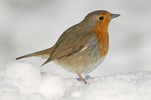 Images Dated 9th January 2010: Robin - in winter snow - Cornwall - UK