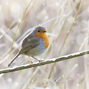 Christmas Prints: Robin - in winter snow - England UK. Digital Manipulation: all snow