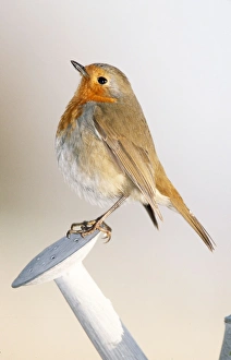Robin - In winter on watering-can