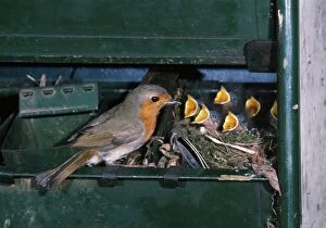 Robin - with young in nest, in shed