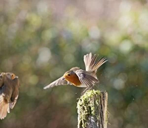 Images Dated 16th November 2006: Robins – fighting West Wales UK 003185
