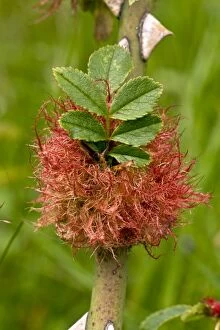 Images Dated 13th July 2012: Robin's Pincushion / Bedeguar Gall