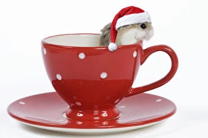 Images Dated 31st March 2020: Roborovski Hamster - in tea cup wearing a red Christmas hat