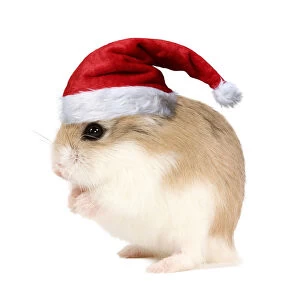 Roborovski Hamster wearing Christmas hat. Digital