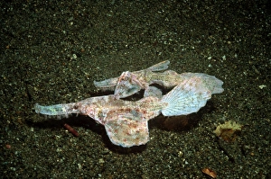 Images Dated 19th July 2005: Robust Ghost Pipefish - A mated pair pretending to be old ribbon weed