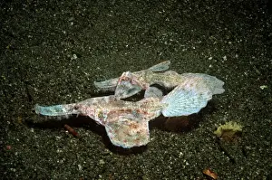 Robust Ghost Pipefish - A mated pair pretending to be old ribbon weed. Ambon, Indonesia, Indo Pacific. PIP-009