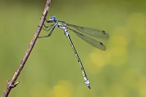 Damselflies Prints: Robust Spreadwing Damselfly - male - Italy