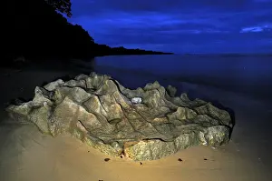 Habtiat Prints: Rock on the beach in the evening of Masoala National Park - Madagascar