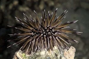 Rock-boring Urchin on night dive